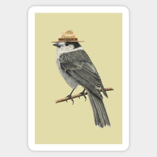 Canada jay Sticker